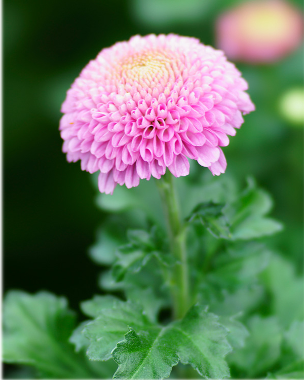 菊