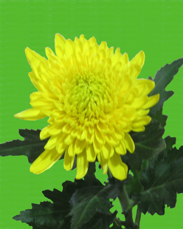 菊